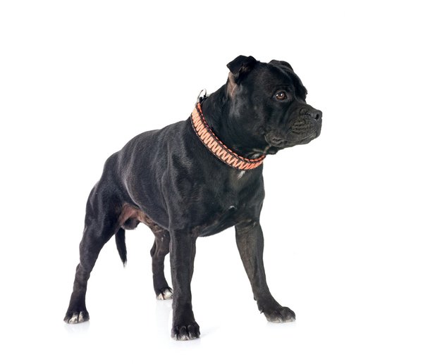 Les indispensables du quotidien pour les propriétaires de chiens